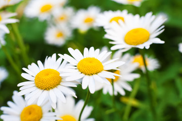 Fototapeta premium camomile flower