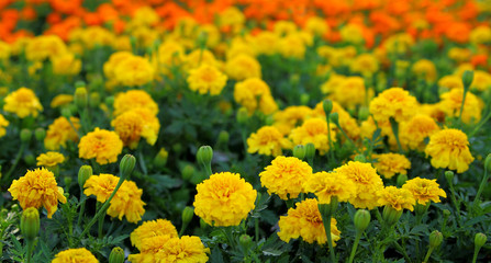 Tagetes Blumen