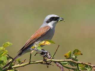 Red Backed Shrike with green caterpillar prey