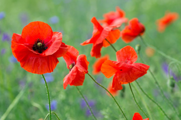 red poppy