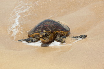 Grüne Meeresschildkröte an der Turtle Bay von Oahu (Hawaii)