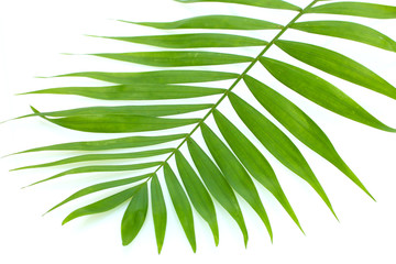 beautiful green palm leaf isolated on white