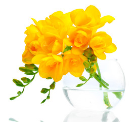 Beautiful yellow freesias in vase isolated on white