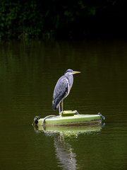 Heron