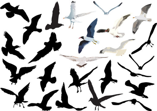gulls collection isolated on white background