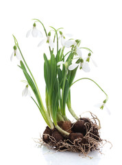 snowdrops with roots and soil isolated on white