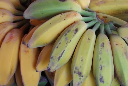 Musa Silver Bluggoe banana