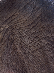 elephant skin,texture