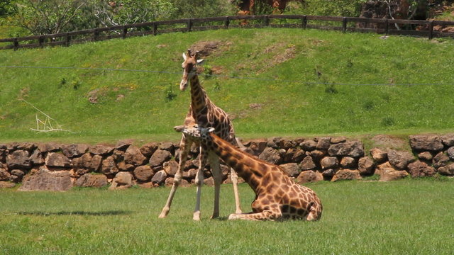 jirafas 1