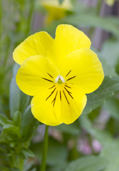 Obraz premium Close up image of yellow pansy