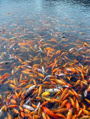 Fish flock colorful background