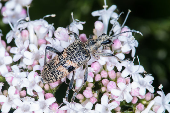 Beetle (Rhagium Mordax) on flower