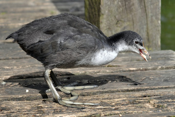 Juvenile Common Coot