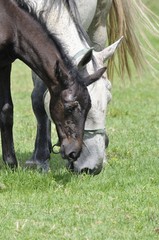 Mare and foal on the horse farm