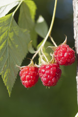 Raspberry fruits on branch