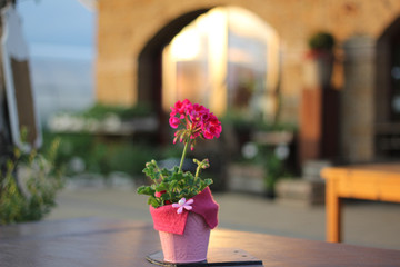 Blume als Tischdeko im Gartenlokal