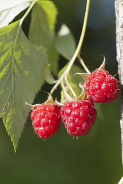Raspberry fruits on branch