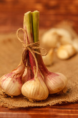 Garlic