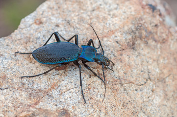 Carabus intricatus