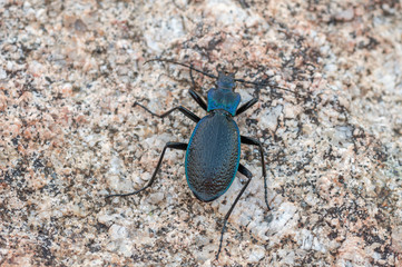 Carabus intricatus