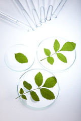 Experimenting with flora in laboratory 