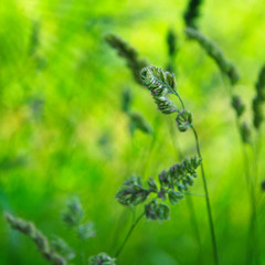 Knäuelgras - Nachhaltigkeit