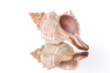 The cockleshell image