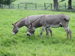 Zwei Esel grasen auf Frühlingswiese