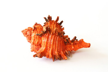 Obraz premium renkli deniz kabuğu