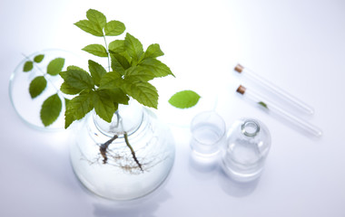 Floral science in laboratory 