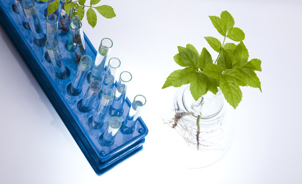 Plant growing in test tubes in a  laboratory 