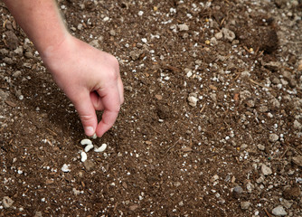 Close-up of child planting seed