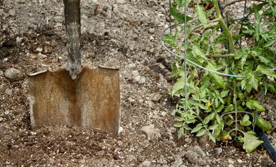 Shovel in dirt next to a tomato plant