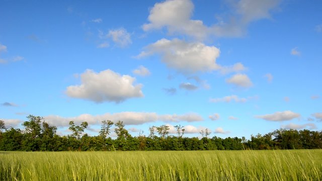 Wheat crop swais on the field against the blue sky