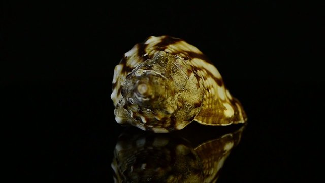 Rotating shell