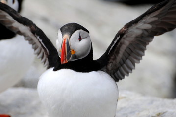 Close-Up Puffin Shot