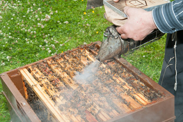 Beekeeper spraying the hives