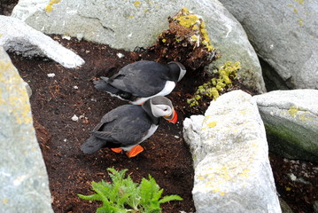 Nesting Puffin Couple