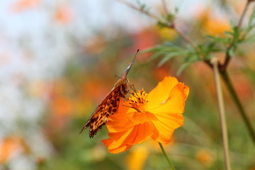 Close-up butterfly in yellow flowers