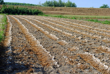 organic garling drying at the sun in the field