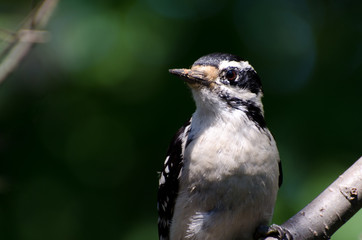 Downy Woodpecker Perched in a Tree