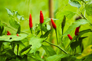 red chili pepper on the plant