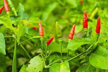 red chili pepper on the plant