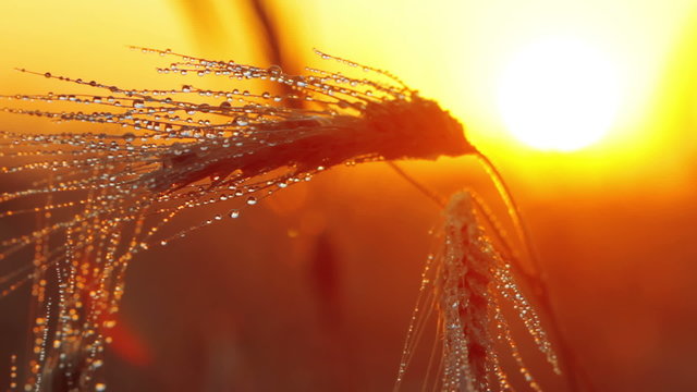 rain drops on the ear of wheat - the sunset