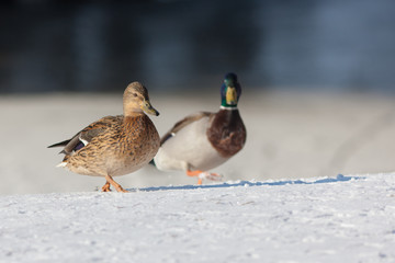 two ducks