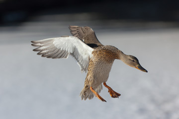 duck in flight