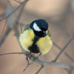 titmouse portrait on a tree branch