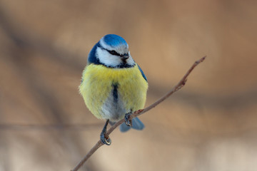 the blue tit close up