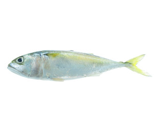 mackerel fish isolated
