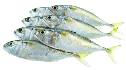 Seven fresh mackerel fish